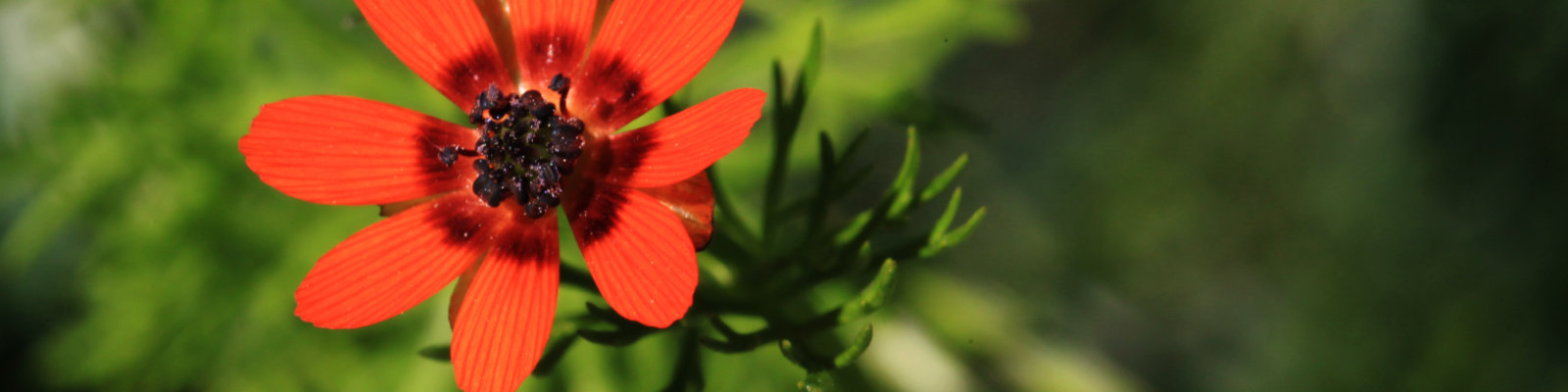Adonis aestivalis