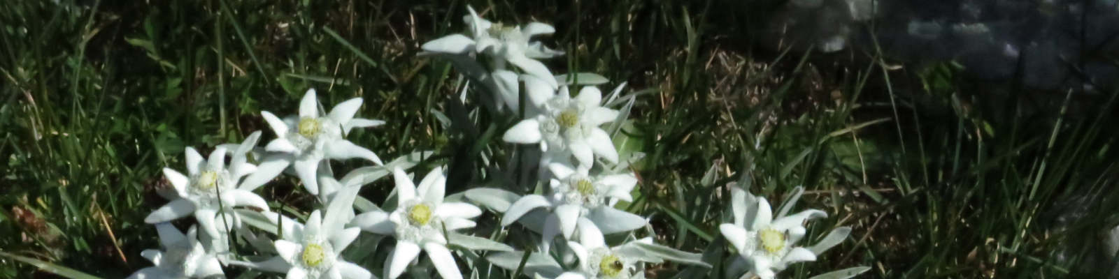 Edelweiss
