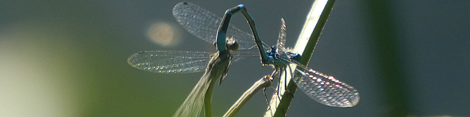 Massacre de crapauds au plan d’eau d’Hautecour 