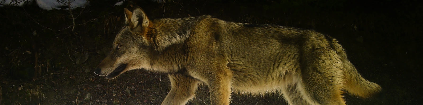 loup
