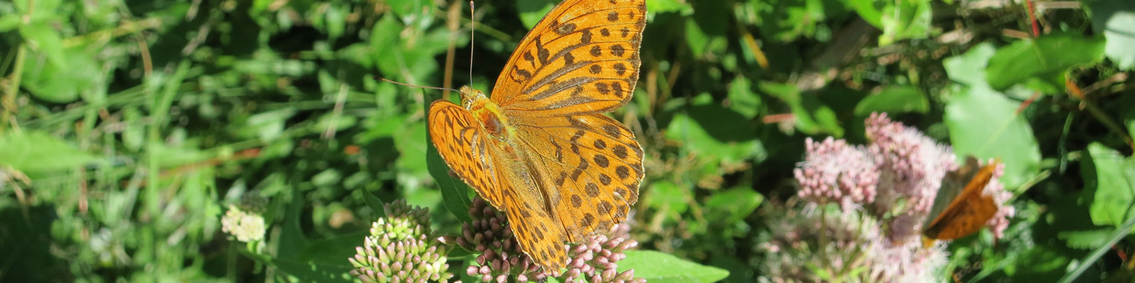 Papillon